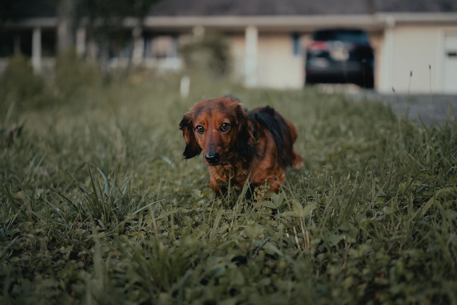 A dog standing in a green Georgia field on a warm day