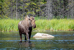 a moose standing in a river next to a forest