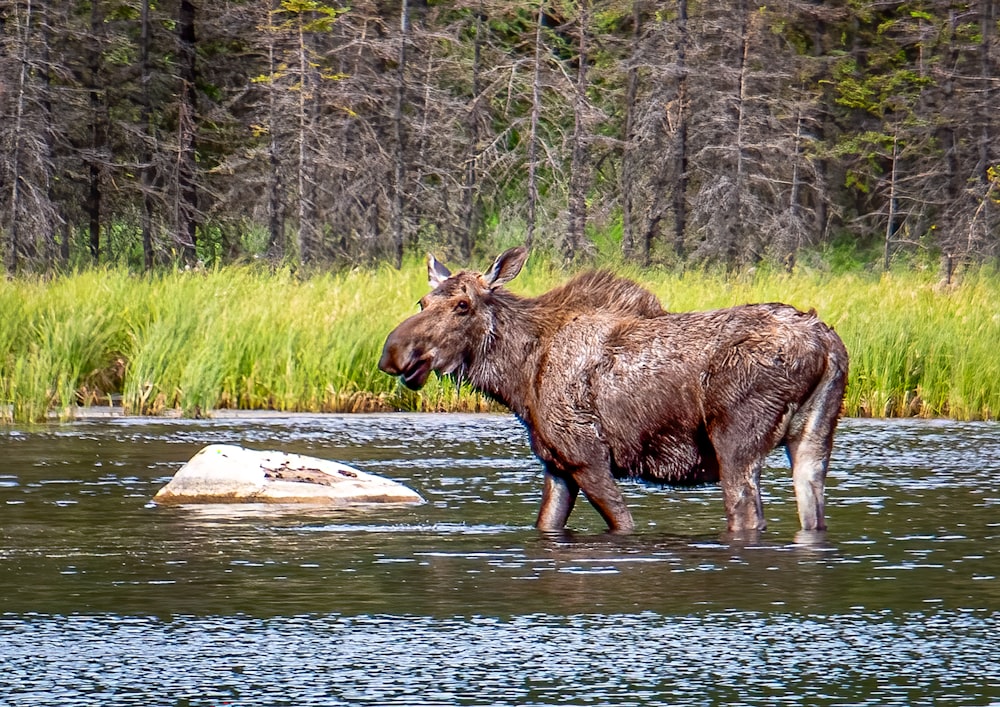 a moose standing in a river next to a forest