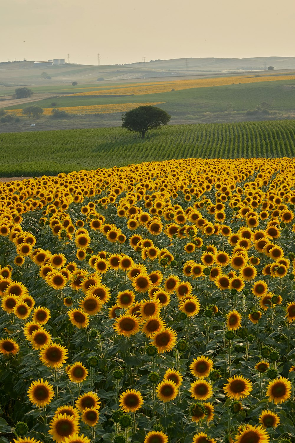 a large field of sunflowers in a rural area