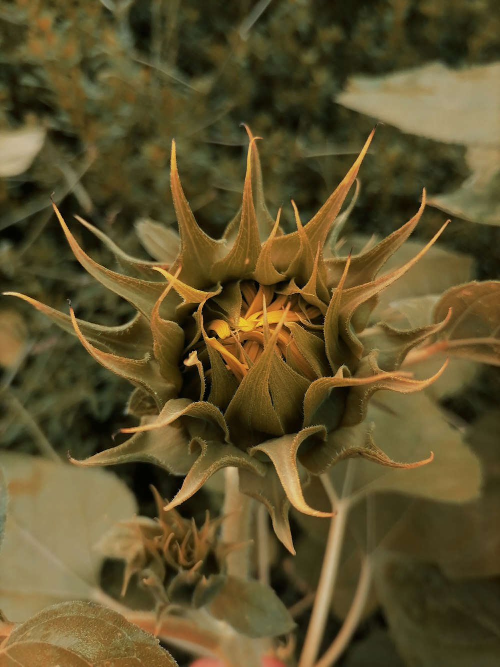 a close up of a flower on a plant