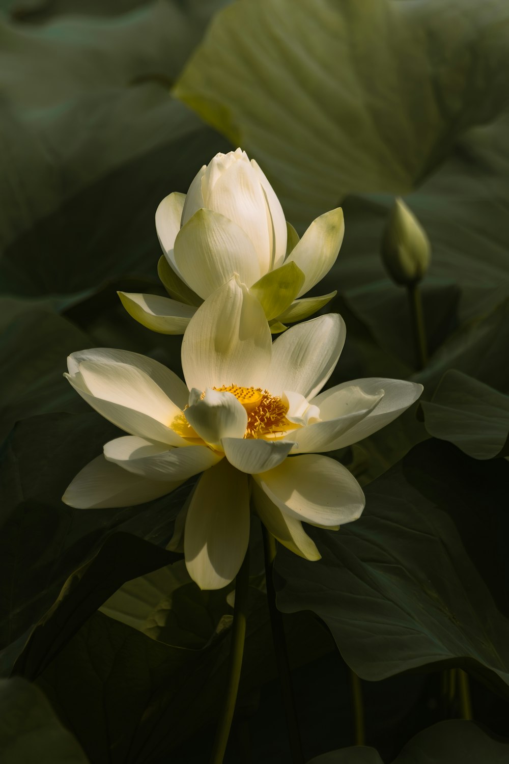 a large white flower sitting on top of a lush green leaf covered field