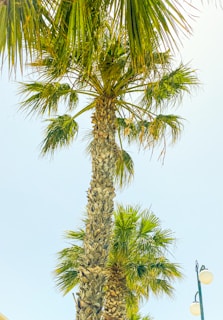 A tall palm tree with lush, green fronds stretches upward against a clear blue sky. The textured bark of the tree trunk is visible, and there is a street lamp visible on the right side of the image.
