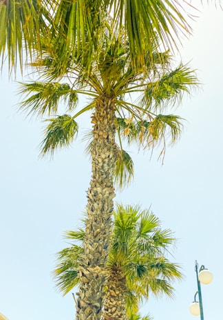 A tall palm tree with lush, green fronds stretches upward against a clear blue sky. The textured bark of the tree trunk is visible, and there is a street lamp visible on the right side of the image.