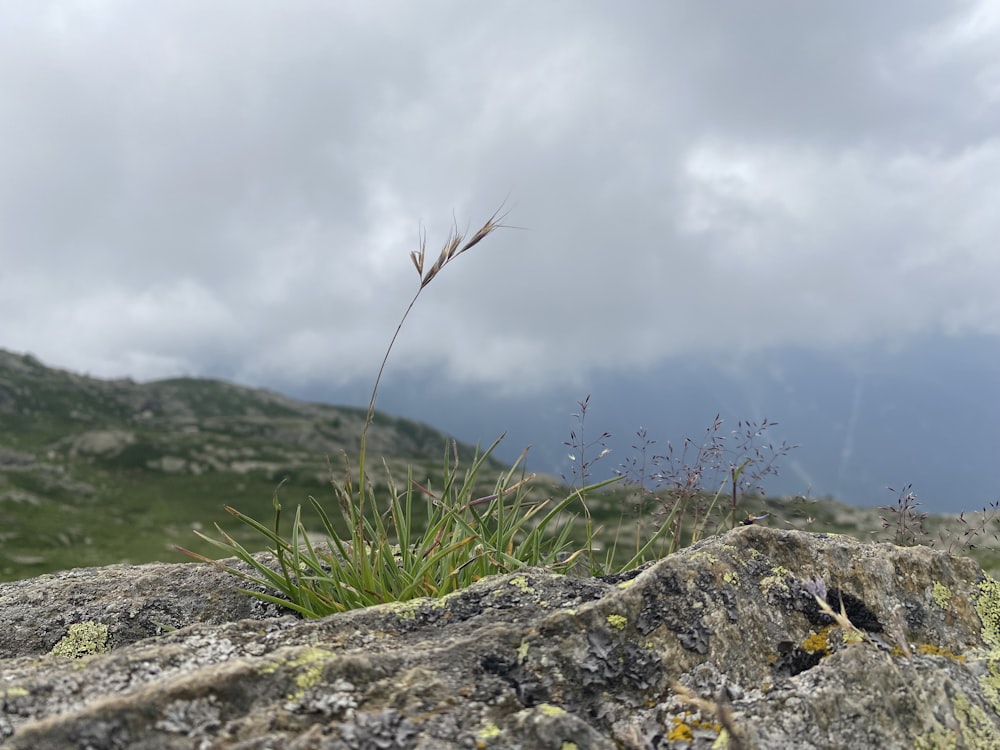 a plant growing out of a rock on a cloudy day