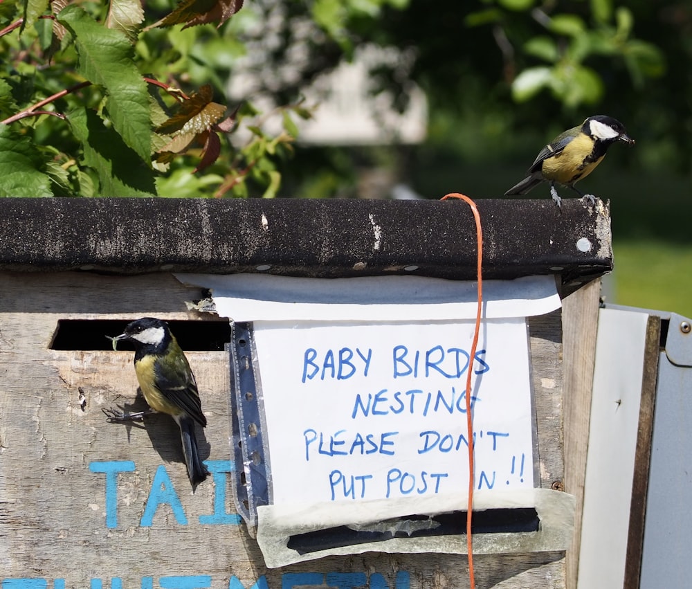 a bird sitting on top of a wooden box