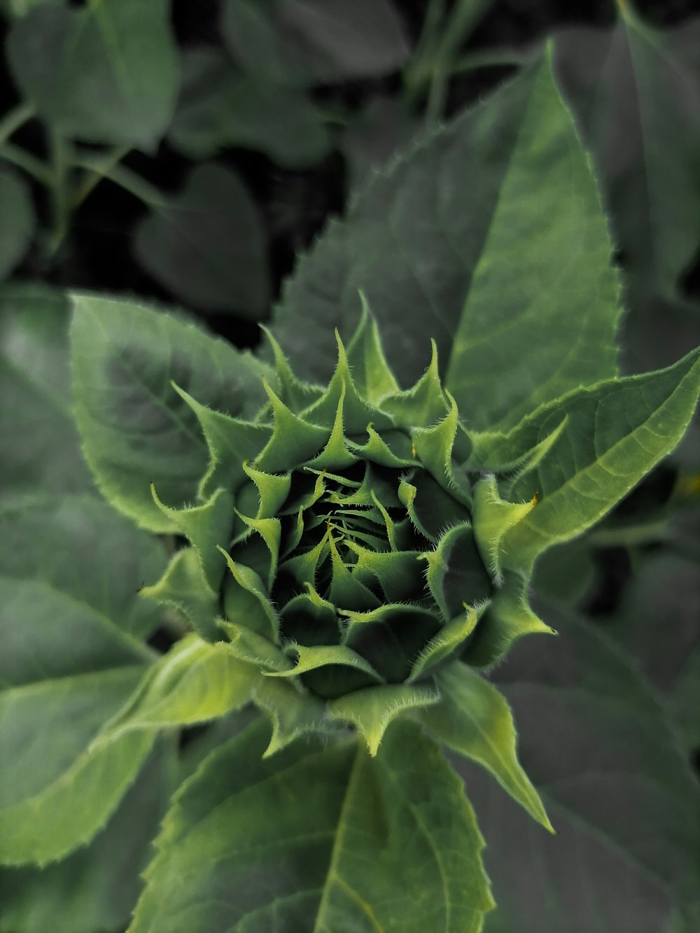 a close up of a green plant with leaves