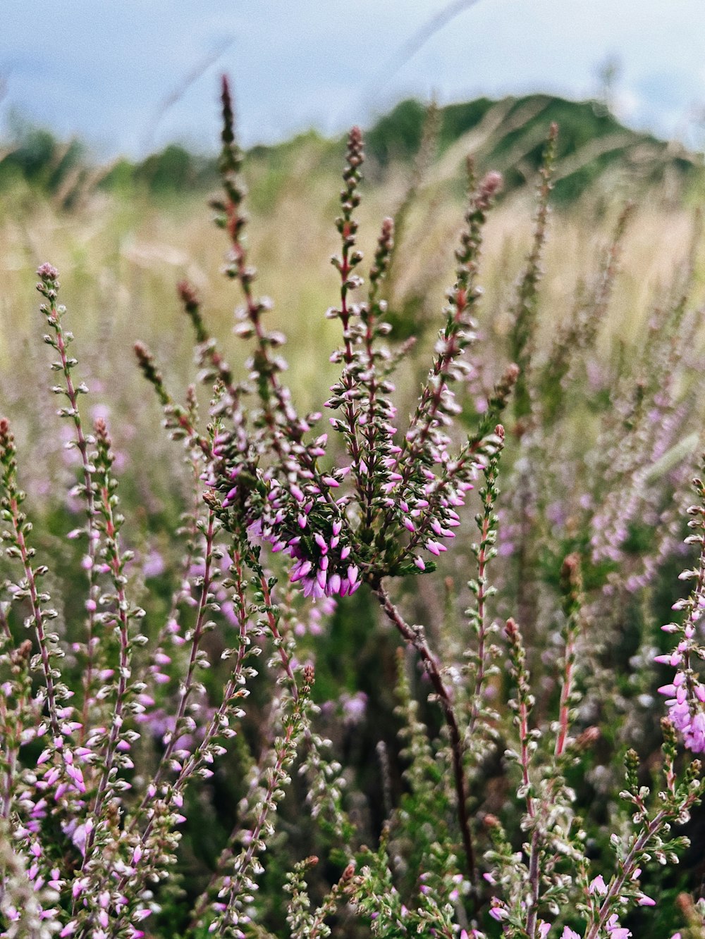 a field of purple flowers with a hill in the background