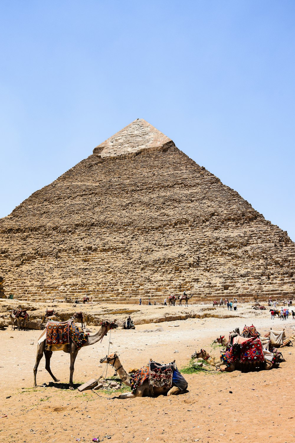 a camel is standing in front of a pyramid