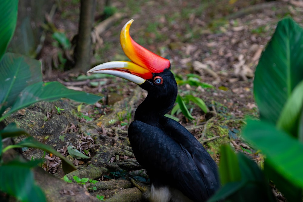 a black bird with a red, yellow, and orange beak