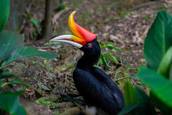 Great hornbill with colourful beak perched on a branch