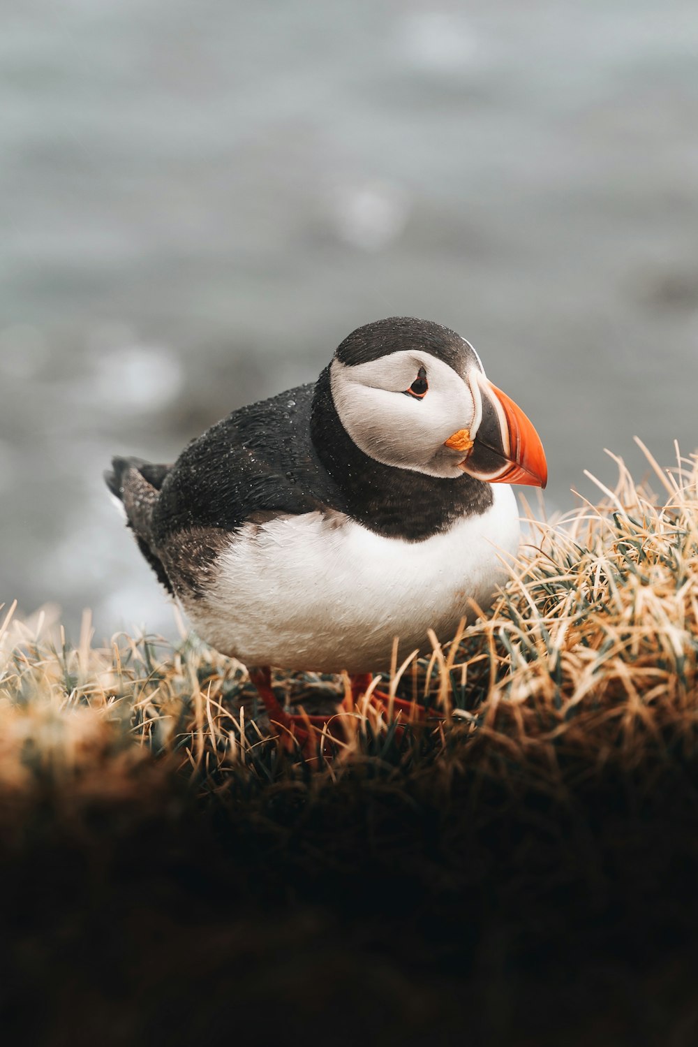 a small bird standing on top of a grass covered field