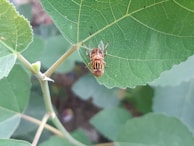 A striped insect is perched on a large, green leaf. The leaf's detailed vein structure is visible, suggesting a healthy plant environment. The background is slightly blurred, focusing attention on the insect and leaf.