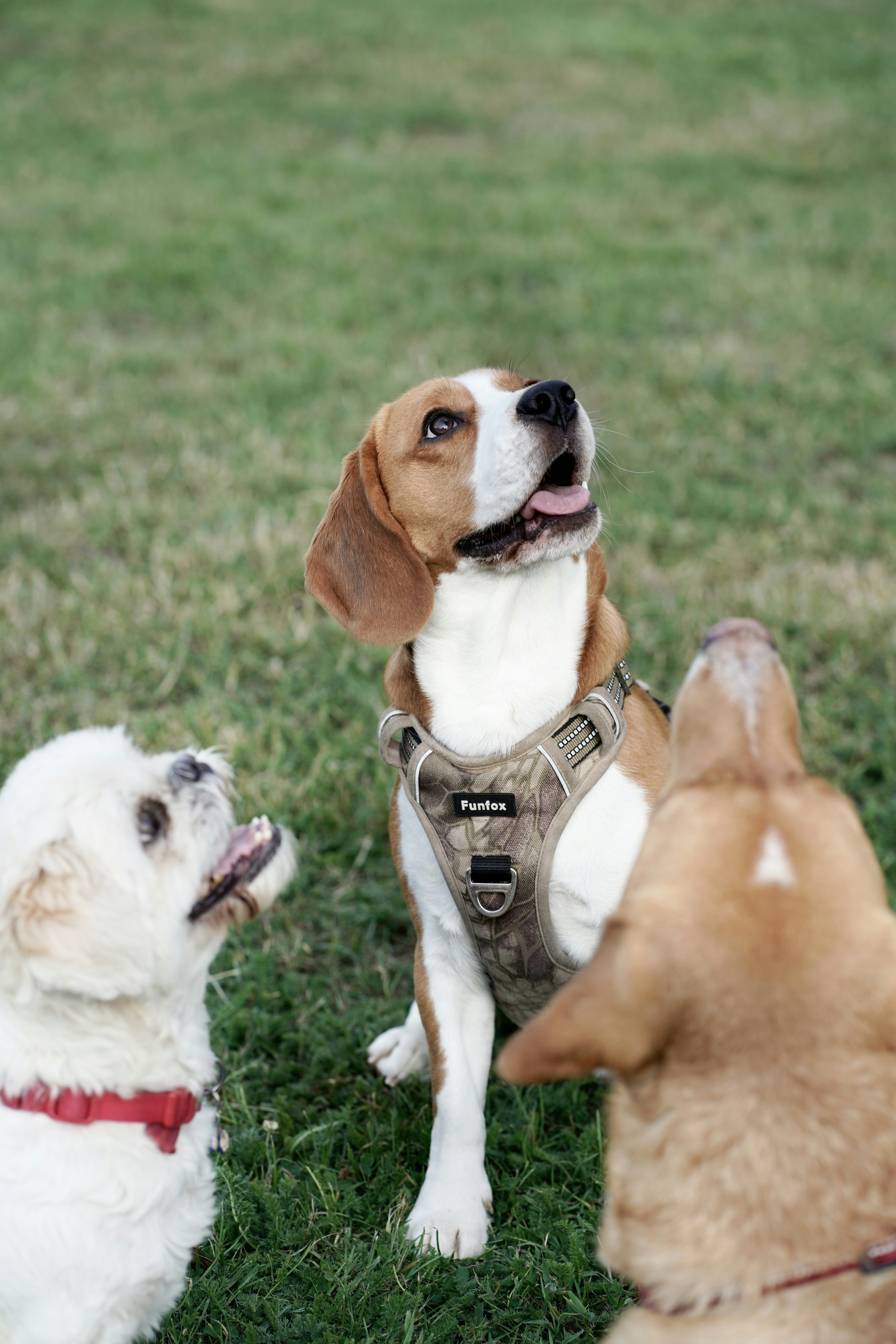 three dogs are sitting in the grass and one is looking up