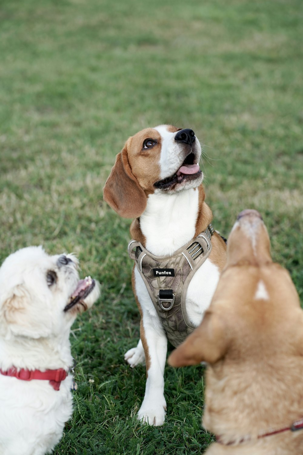 three dogs are sitting in the grass and one is looking up