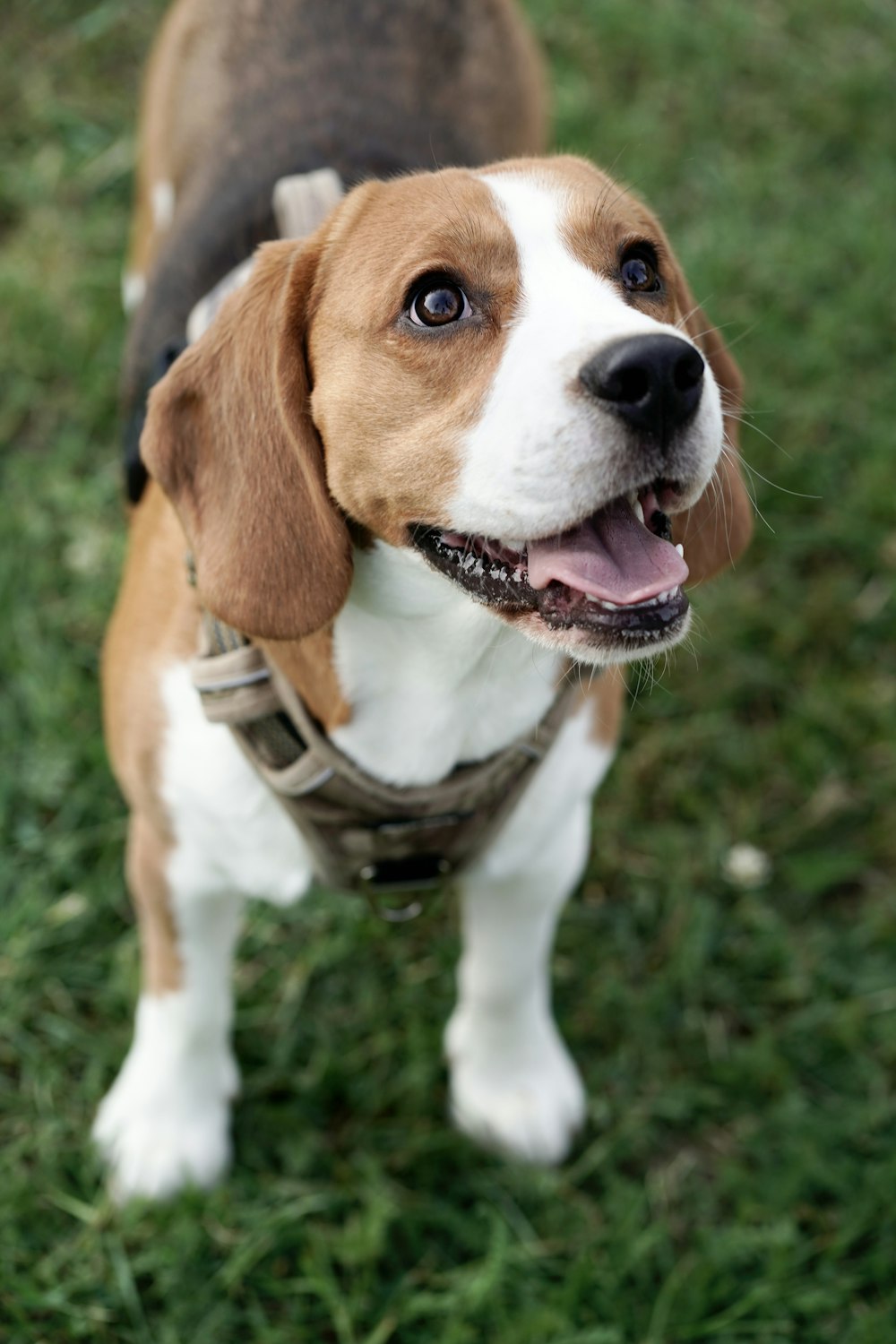 a brown and white dog standing on top of a lush green field