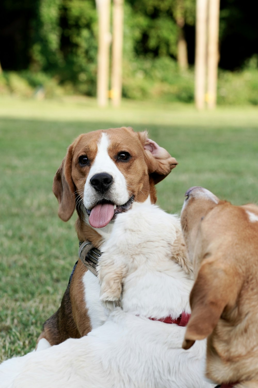 two dogs playing with each other in the grass