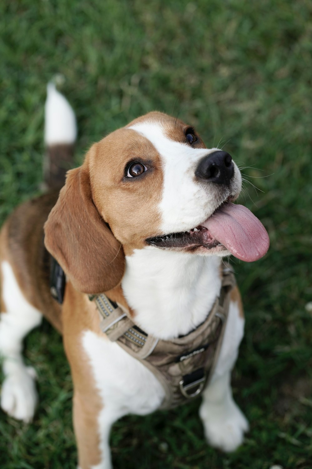 a brown and white dog standing on top of a lush green field