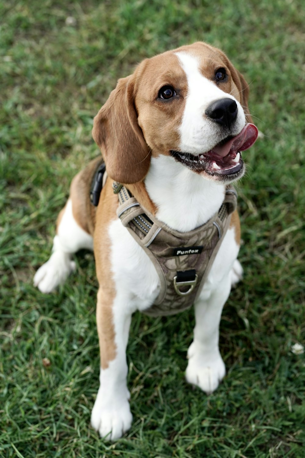 a brown and white dog sitting on top of a lush green field