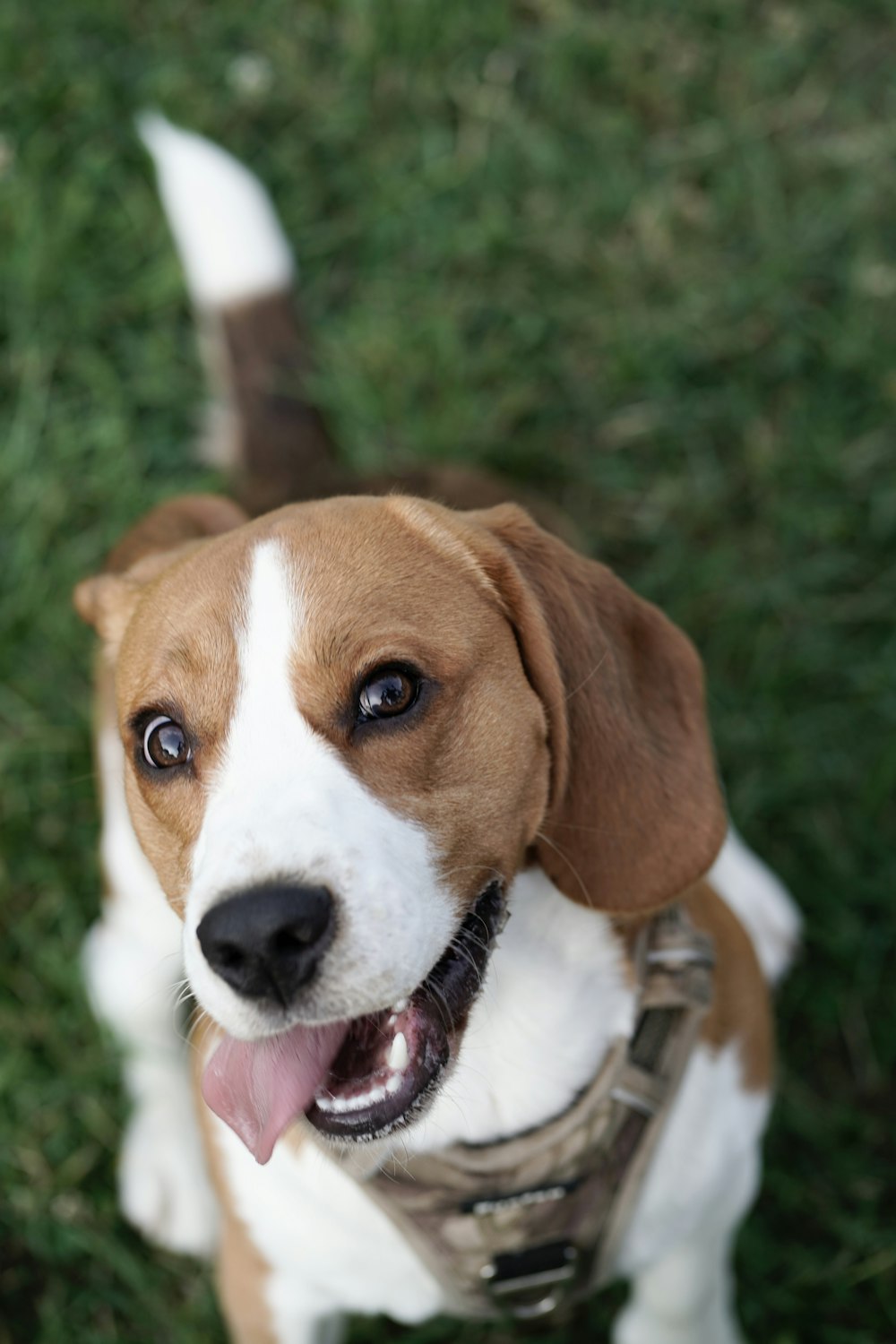 a brown and white dog standing on top of a lush green field