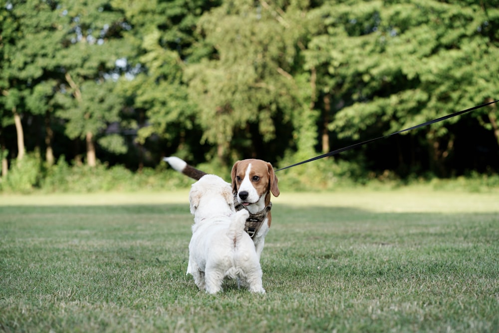 two dogs playing tug of war in a park