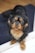 A small dog with long, fluffy black and tan fur is looking up with a gentle expression. The dog's eyes are wide and shiny, and it has a slightly curly tail resting behind it. The background includes a dark blue mat on a light wooden floor.