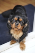 A small dog with long, fluffy black and tan fur is looking up with a gentle expression. The dog's eyes are wide and shiny, and it has a slightly curly tail resting behind it. The background includes a dark blue mat on a light wooden floor.