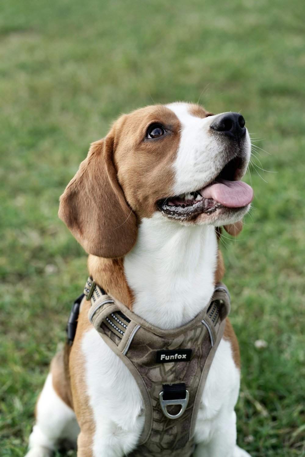 a brown and white dog sitting on top of a lush green field