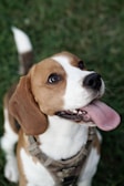 A textured canvas featuring a playful beagle in a grassy field.
