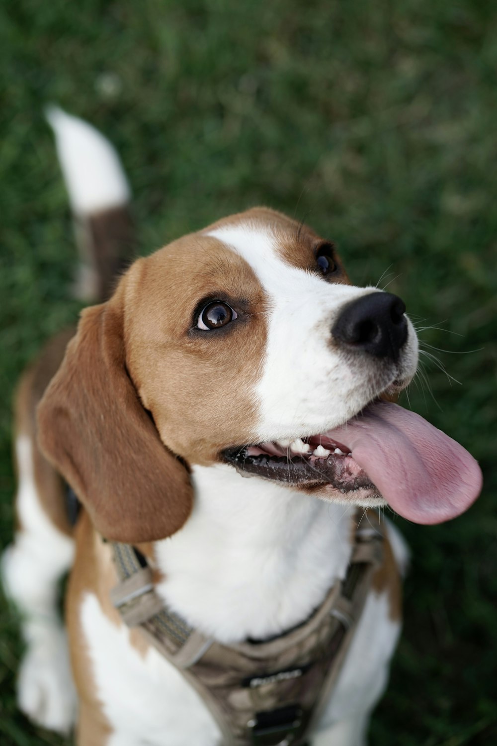 a brown and white dog sitting on top of a lush green field