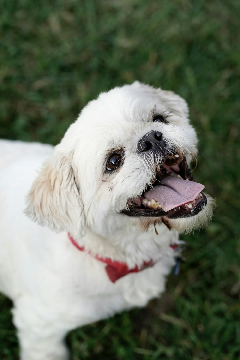 a small white dog standing on top of a lush green field