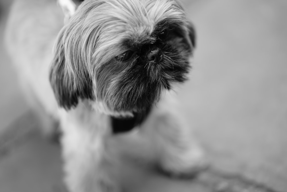 a black and white photo of a small dog