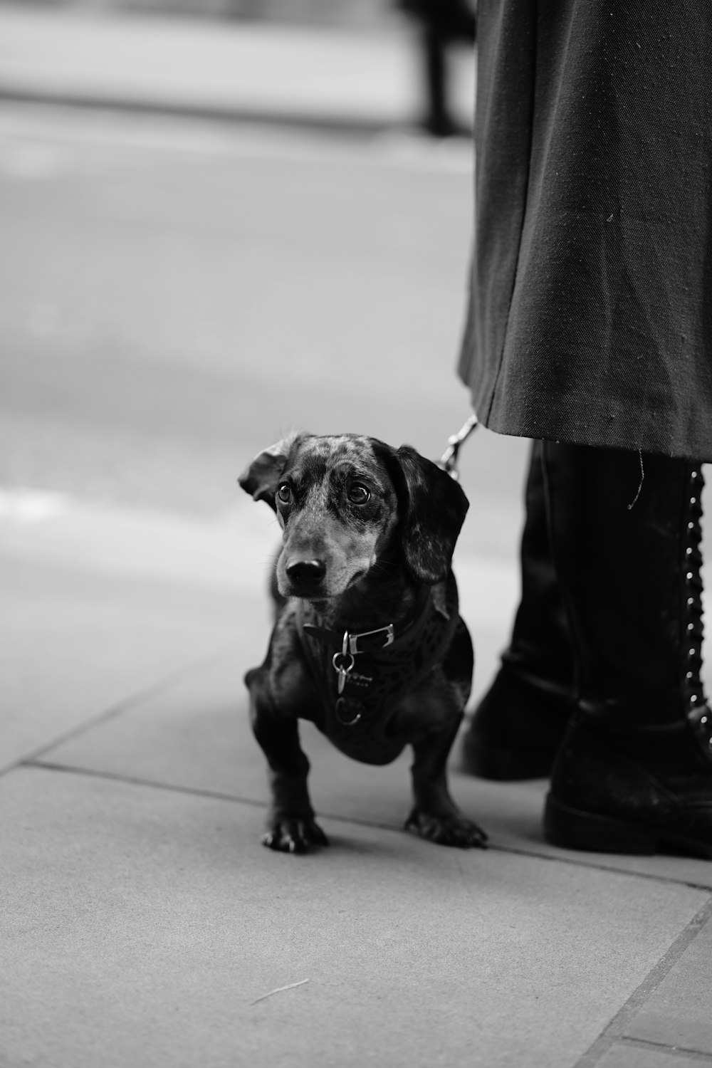 a black and white photo of a dog on a leash