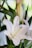 A close-up of a white lily flower with delicate petals and long green leaves. The background is softly blurred, highlighting the flower's intricate details.