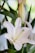 A close-up of a white lily flower with delicate petals and long green leaves. The background is softly blurred, highlighting the flower's intricate details.