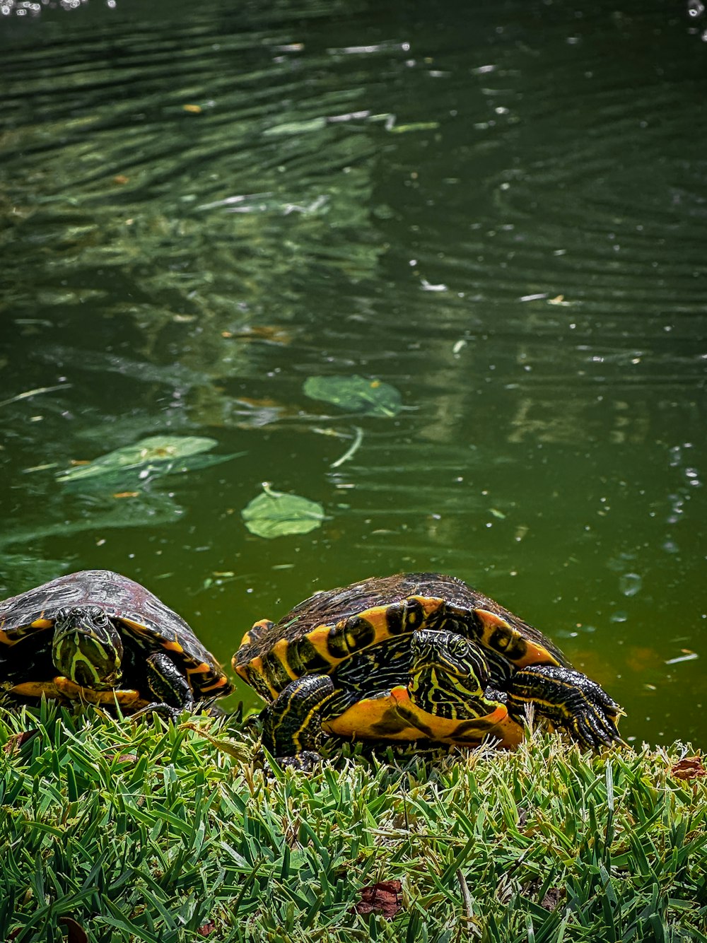 a couple of turtles sitting on top of a lush green field