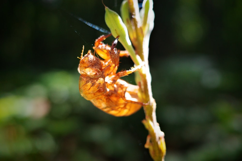 a close up of a plant with a bug on it