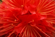 An intricate close-up of a flower with vibrant petals and delicate details.