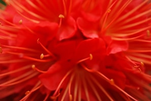 A vivid capture of fragrant flower petals representing scents.