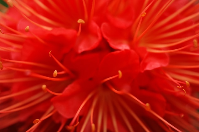 A captivating close-up of a vibrant flower in natural light, highlighting intricate details and textures.