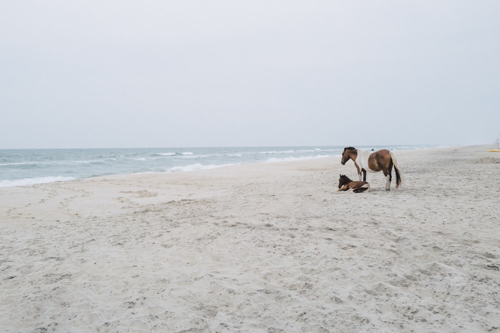 a couple of horses standing on top of a sandy beach