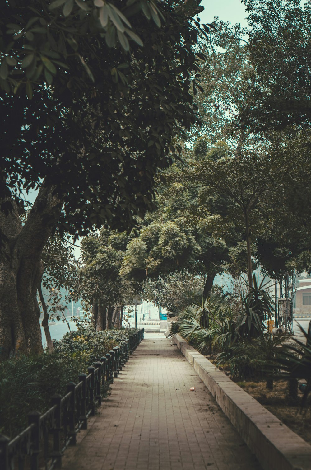 a walkway lined with lots of trees and bushes