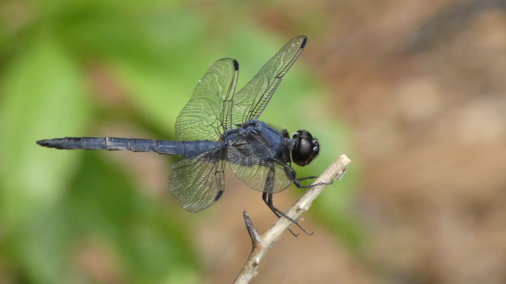a blue dragonfly sitting on a twig