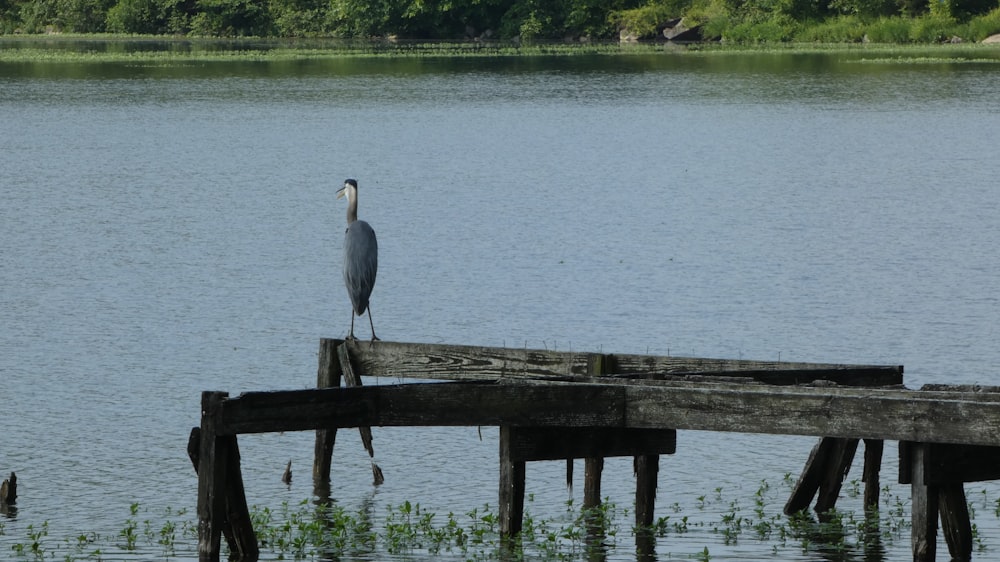 a bird is standing on a wooden dock