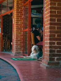 A fluffy dog is lying on a mat at the entrance of a building with brick walls and glass doors. Inside, a person is sitting on a chair, wearing a cap and talking on the phone. The setting is relaxed, with visible wooden furniture and decorative elements inside.