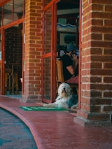 A fluffy dog is lying on a mat at the entrance of a building with brick walls and glass doors. Inside, a person is sitting on a chair, wearing a cap and talking on the phone. The setting is relaxed, with visible wooden furniture and decorative elements inside.