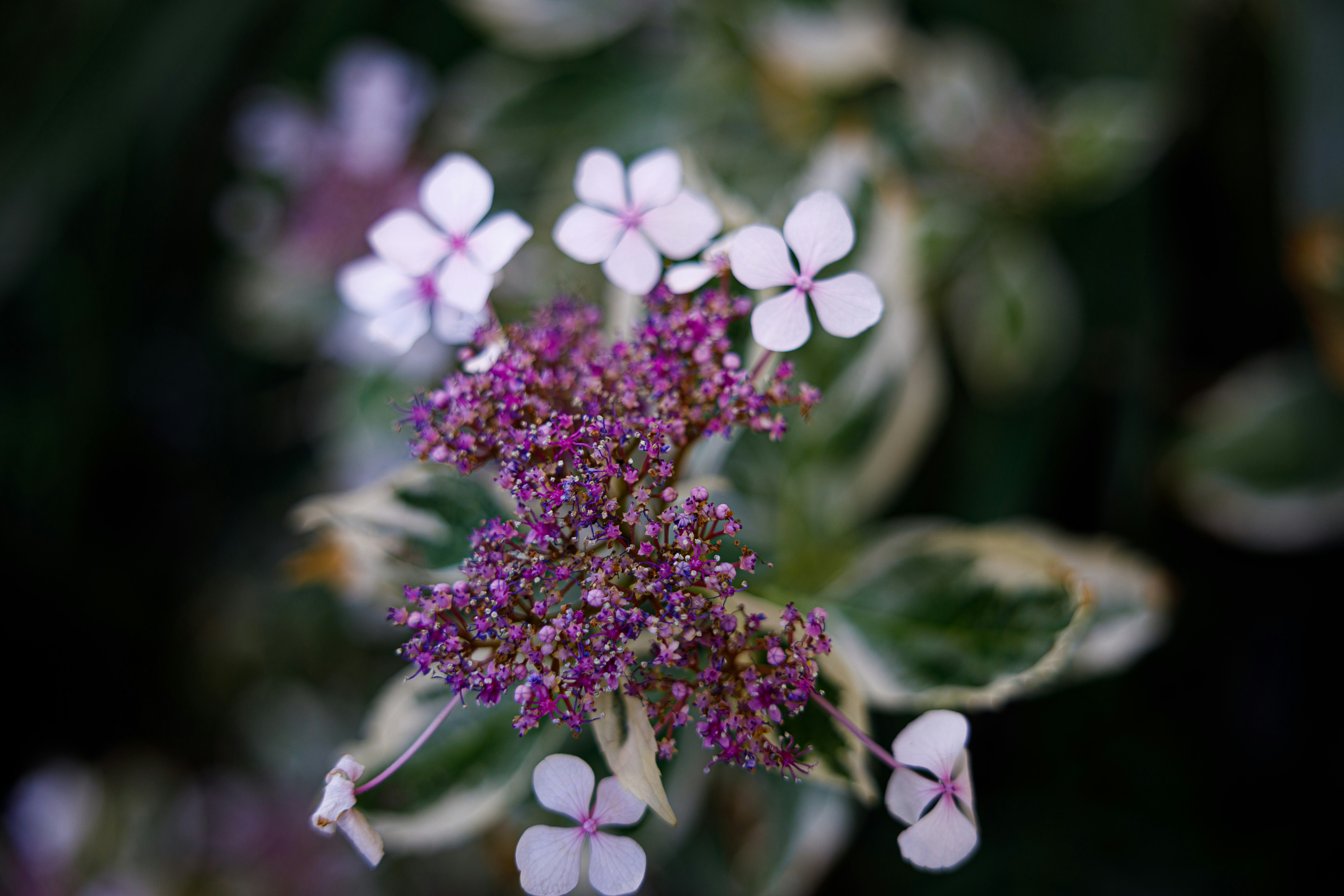 Photo by noam_safran