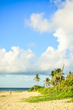 A serene beach scene with palm trees and clear waters, perfect for relaxation.