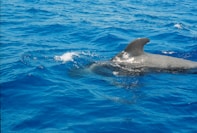 a dolphin is swimming in the blue water