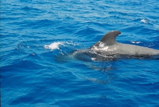 a dolphin is swimming in the blue water
